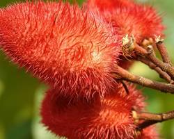 Achiote