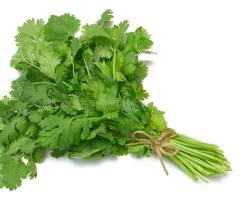 Cilantro
