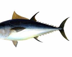 Pescado