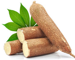Yuca