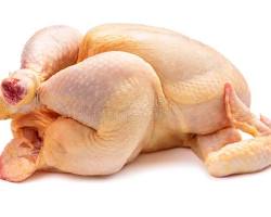 Pollo
