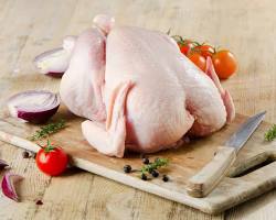 Gallina