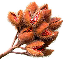 Imagen de achiote