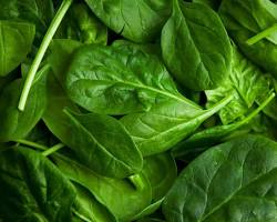 Receta nutritiva mexicana con espinaca
