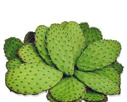 Platillo saludable mexicano con nopal