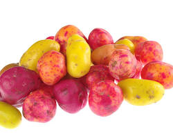 Imagen de olluco
